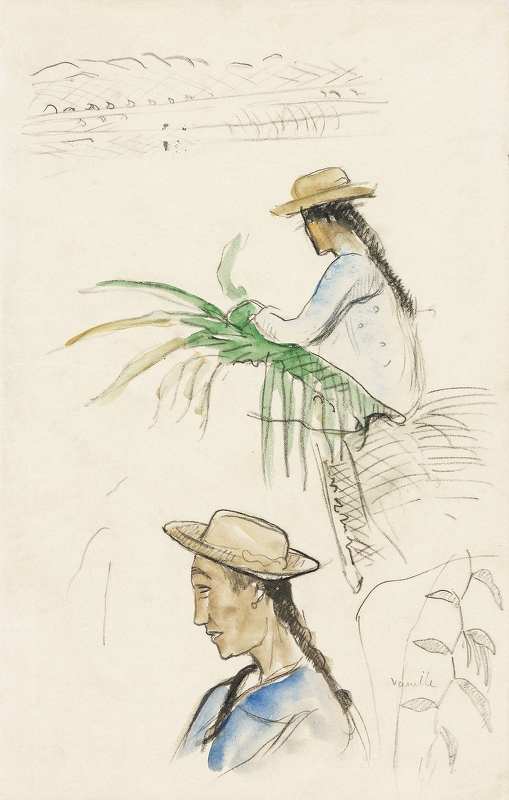 Sketches of Figures, Pandanus Leaf, and Vanilla Plant (1891–1893) 